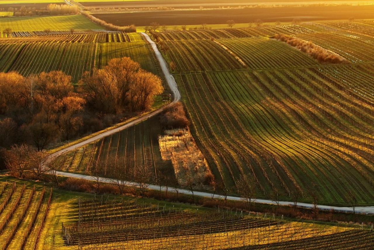 Vinoza - Ubytovani A Vinny Sklep Velke Bilovice Rulandova Luaran gambar