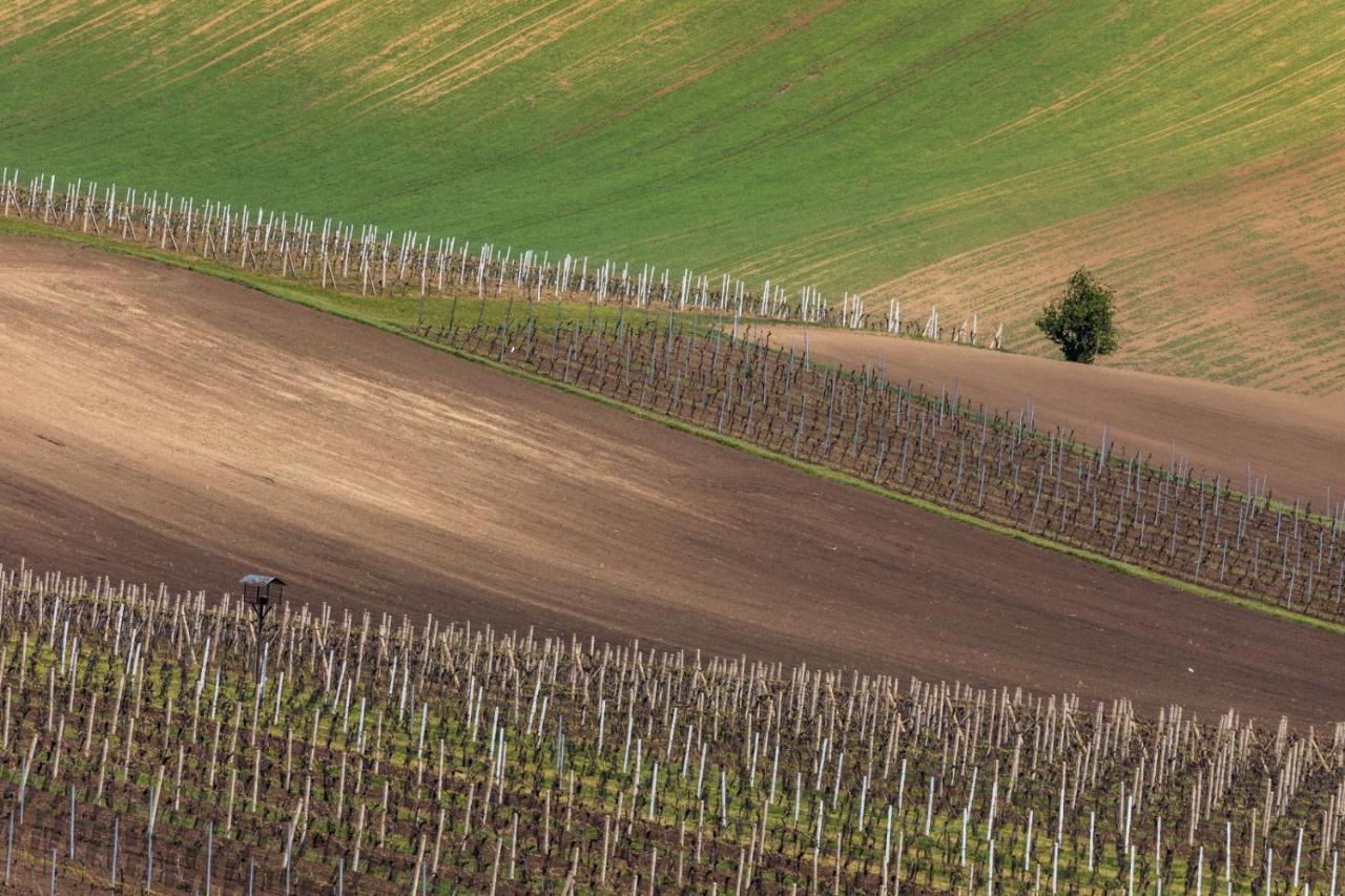 Vinoza - Ubytovani A Vinny Sklep Velke Bilovice Rulandova Luaran gambar